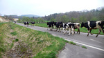 P1070675s.jpg